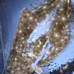 真昼間から釣り友とヒラメコラボｗ